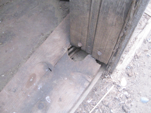 Chewing around the door frame on an old granary. Rats teeth never stop growing, so they are constantly chewing, which does considerable damage to buildings. 