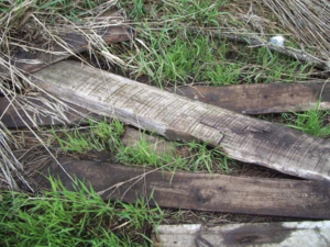 This pile of boards was laying in a ditch near an infested bin. There were many rat runs under these boards. Rats love anything they can get under and use as cover. Keeping areas around potential food sources clean and tidy can do a lot to reduce the quality of rat habitat. 