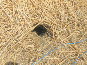 A potential rat hole in a bale. Note that some critters other then rats can make similar holes, however they warrant a close inspection for any other sign that can be used in conjunction with the hole to identify species. Again this is a good job for a pest control officer if you find similar holes. 