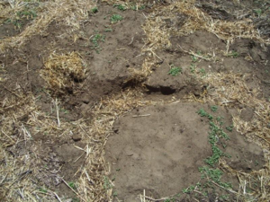 Rat runs under where green feed bales used to be stacked. This is old sign, notice that many of the runs are packed full of straw that blew in now. Watch when feeding bales for rat runs. They will be fairly similar to the mouse runs that you may be used to seeing, only they will be larger. 