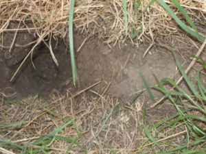 This is a rat hole coming up near one granary, and you can see the beaten trail heading off in the direction of the next granary. This trail and hole were completely hidden from view by vegetation before it was folded back for this picture. 