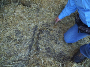 Another picture of old runs where bales used to sit. 
