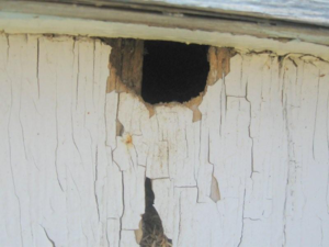 Another hole chewed in an old granary, also note the marks below the hole where the rats have been sliding out. This is a good indicator that the hole is active. 