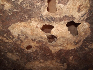 The inner wall of a granary that has been perforated by rats chewing on it. 