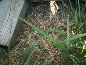 Here is a bunch of garbage that has been pushed out from under the bin by the rats. Notice all the grain hulls and droppings.